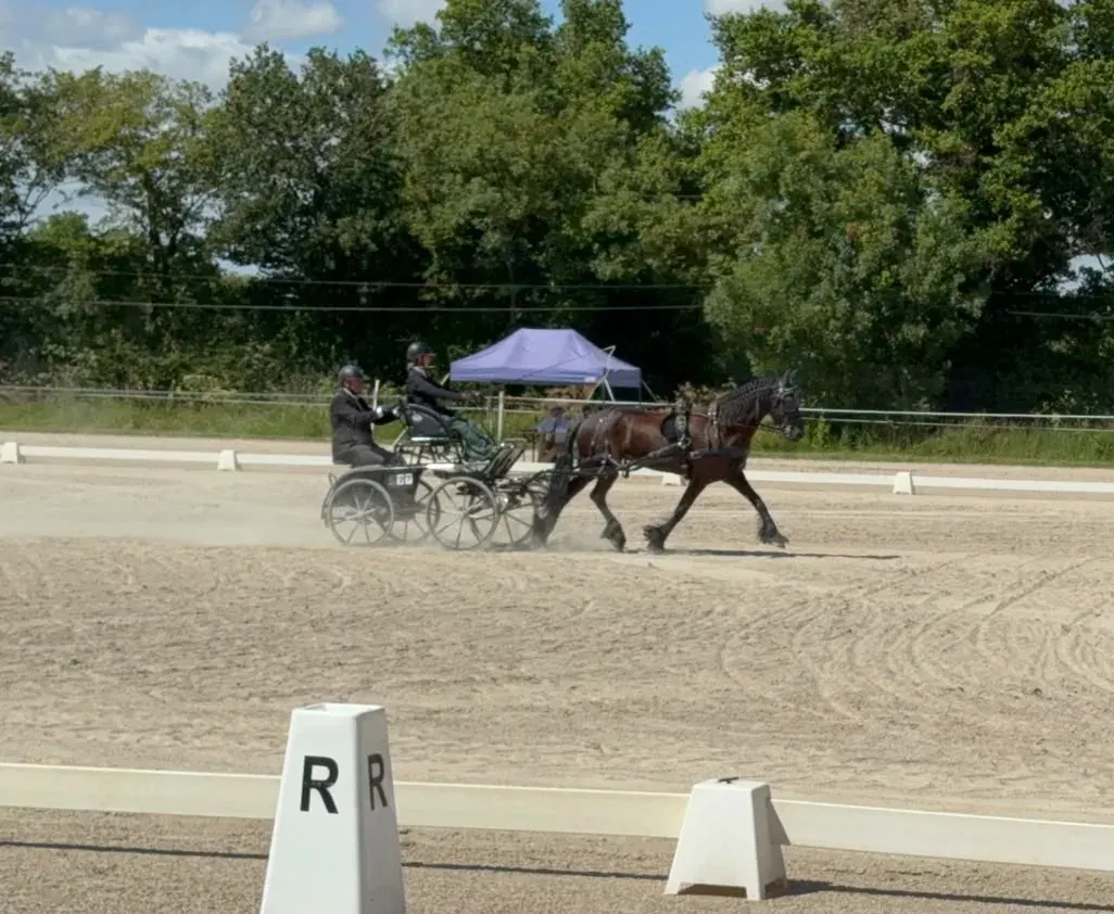 Épreuve de dressage en attelage