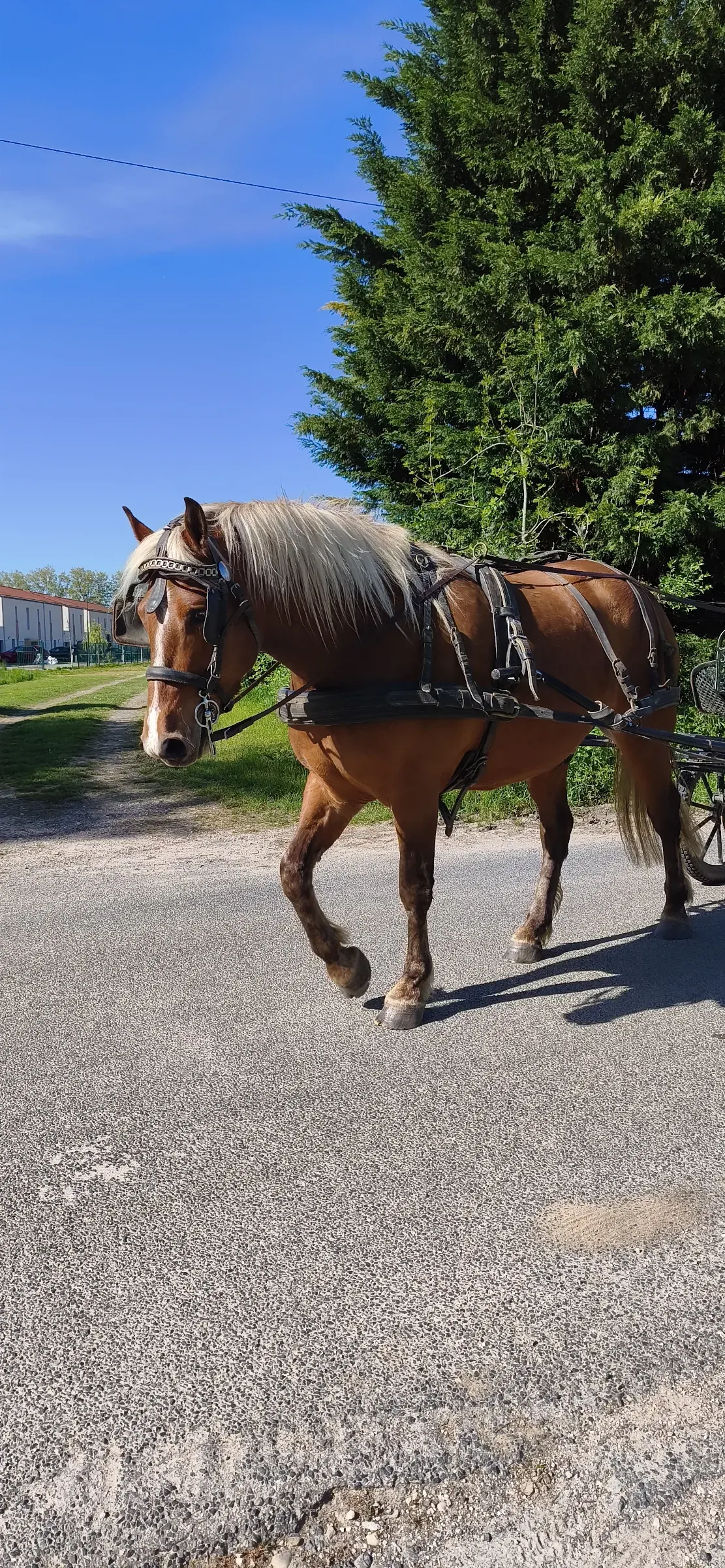 Paire de chevaux attelés sur un chemin des Dombes