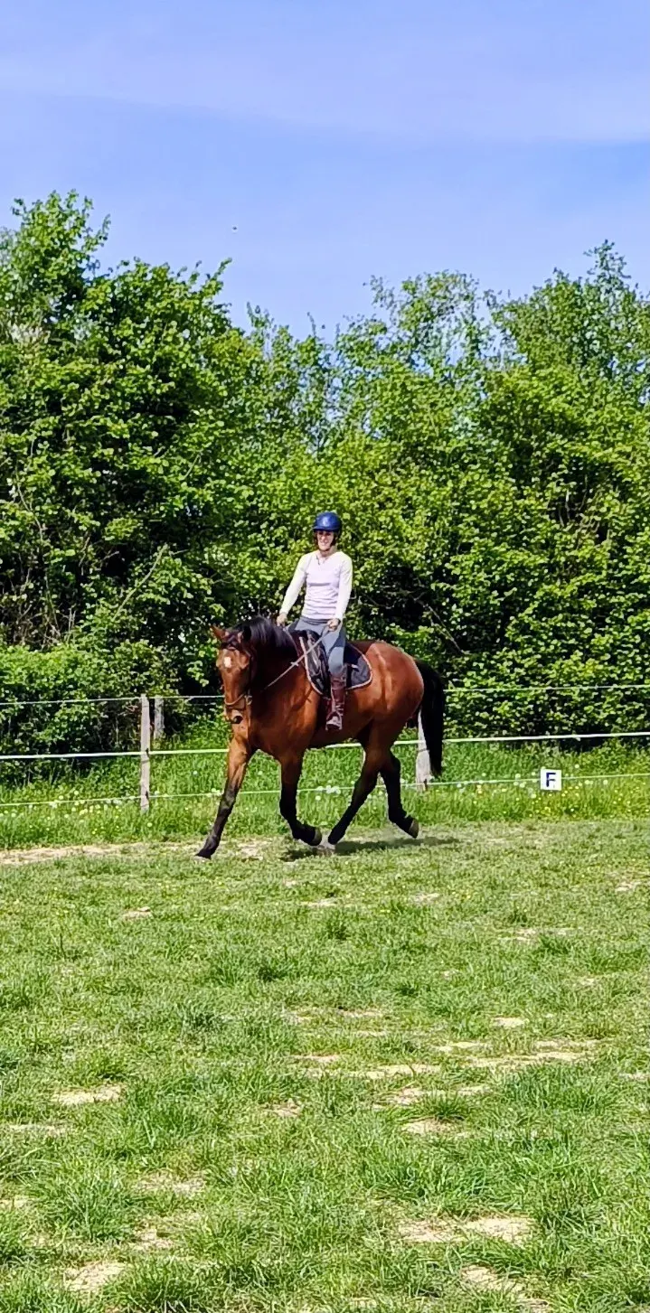 Jeune cheval travaillé en extérieur pendant sa valorisation